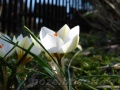 Floare brebenel - crocus alb cu galben.jpg